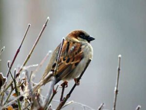 How a sparrow hibernates: Interesting facts about a small but brave bird