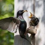 Starling. How do our feathered neighbors live?
