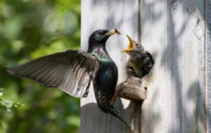 Starling. How do our feathered neighbors live?