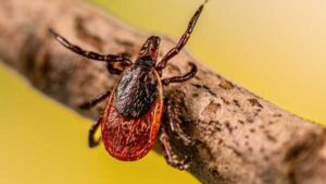 'Your concerns are well founded': How human activity has increased the risk…