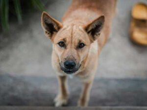 Dingo: A dog from two worlds. They changed an entire continent, and…