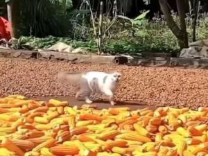 Cat General on Duty: How a Fluffy Cat Protects Corn from Uninvited…