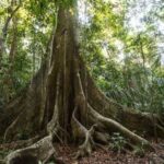 “The whole forest has changed”: Amazon trees are getting thicker due to…