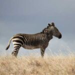Why doesn't man use a zebra as a horse?
