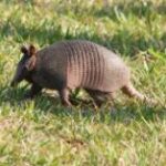 Armadillo: What is this animal and why is it a symbol of…