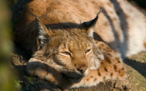 Animals get bored too
