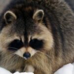 What kind of animal is a raccoon dog?