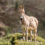 A wise parable about overcoming difficulties