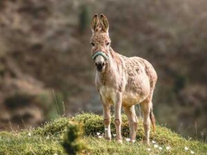 A wise parable about overcoming difficulties
