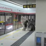 Tunnels, a station, a platform and even garbage cans: an engineer created…