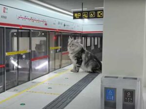 Tunnels, a station, a platform and even garbage cans: an engineer created…