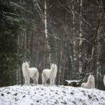 How do wolves actually move in a pack?