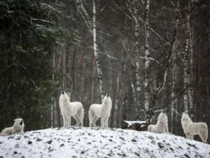 How do wolves actually move in a pack?