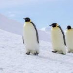 Fossils of a giant penguin that lived 3 million years ago have…