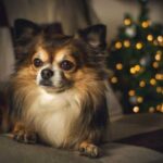 Which people do dogs bark at more often?