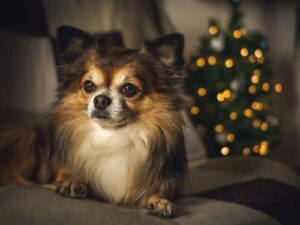 Which people do dogs bark at more often?