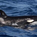 'We've Gone Completely Mad': Killer Whales Attack Boats Again in Europe