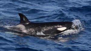 'We've Gone Completely Mad': Killer Whales Attack Boats Again in Europe