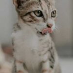 Should you give your cat cottage cheese?