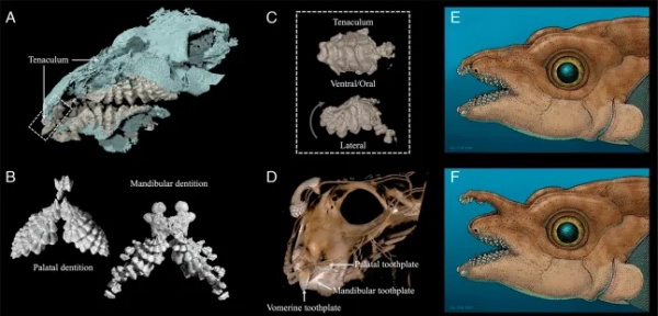 Meet the ghostly ratfish that uses the teeth on its forehead for sex.