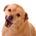 Feeding or walking – what is more important for a dog's health?