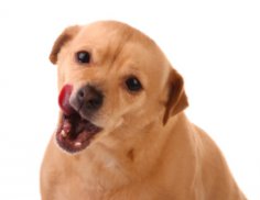 Feeding or walking – what is more important for a dog's health?
