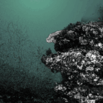 Ratfish use the tooth-covered rods on their foreheads for mating.