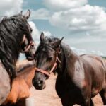 Strict laws in the horse herd: These are not wolves, there is…