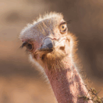 Enormous flightless birds live all over the world. Now we know how…