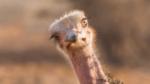 Enormous flightless birds live all over the world. Now we know how…