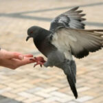 How to love animals? We and our smaller brothers