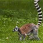 Why do animals need a tail?