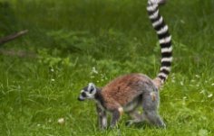 Why do animals need a tail?