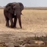 Elephant as an alarm clock: how to wake up lions in a…