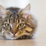Why a cat can get angry with its owner: 3 reasons