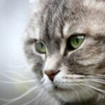 What does a cat need whiskers for?