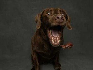 Pork in a dog's diet: what is allowed, what to avoid and…