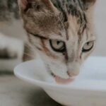 Kefir for cats: how to properly treat your pet so as not…