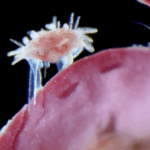 A microscopic baby sea urchin crawling on tube feet has been named…