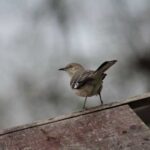 This bird “makes fun” of everyone around it, and its name is…