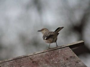 This bird “makes fun” of everyone around it, and its name is…