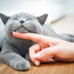 Why do they say that cats have 9 lives?