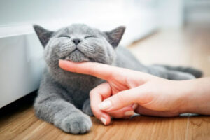 Why do they say that cats have 9 lives?