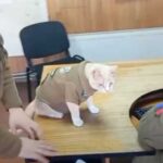 More than just a cat: how Naruto improved the atmosphere at the…