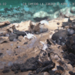 A Chinese submersible is exploring previously unknown giant craters on the Pacific…