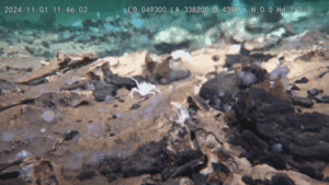 A Chinese submersible is exploring previously unknown giant craters on the Pacific…
