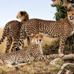 Cheetah and man: exterminate to revive?