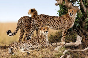 Cheetah and man: exterminate to revive?