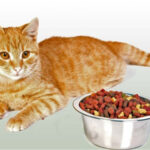 How to feed your beloved Murka deliciously and healthy?