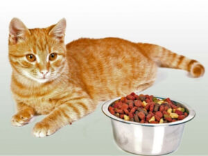 How to feed your beloved Murka deliciously and healthy?